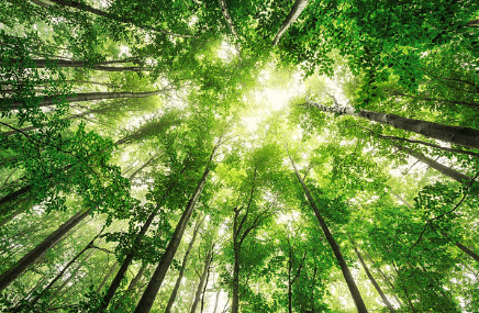 Formation aux plantes médicinales