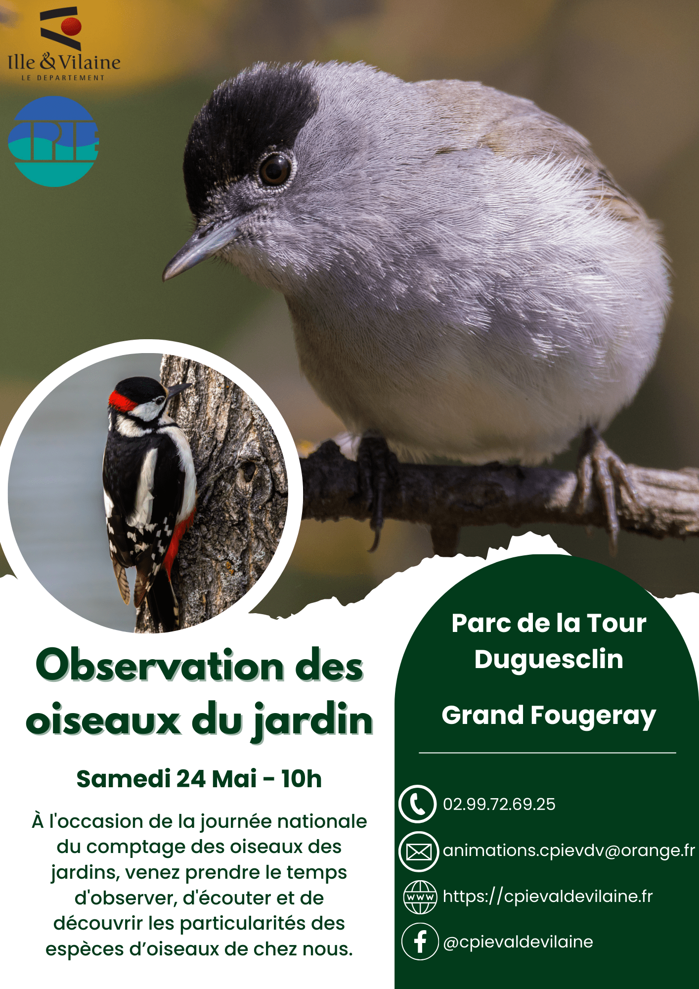 Observation des oiseaux du jardin