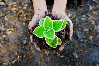 Vente de plants