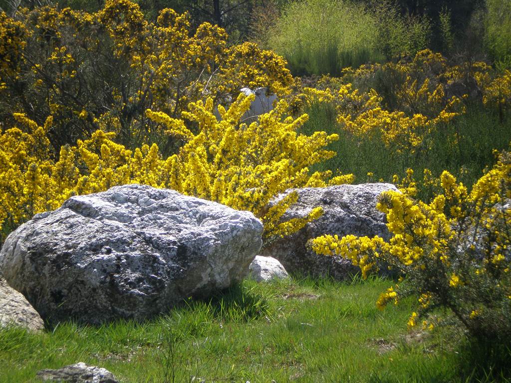 Visite "Mégalithes et Paysages"