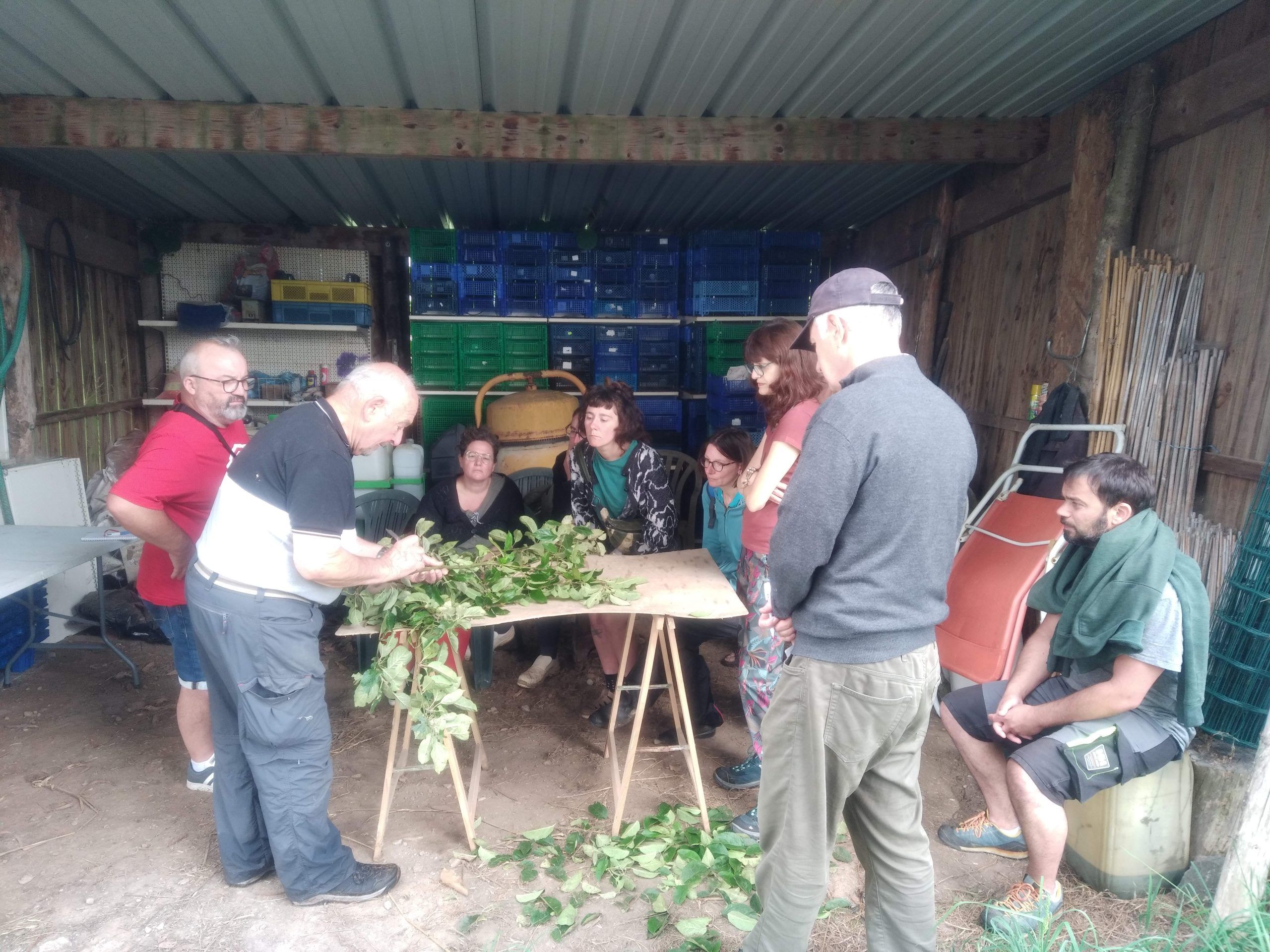 Stage de formation à l'écussonnage