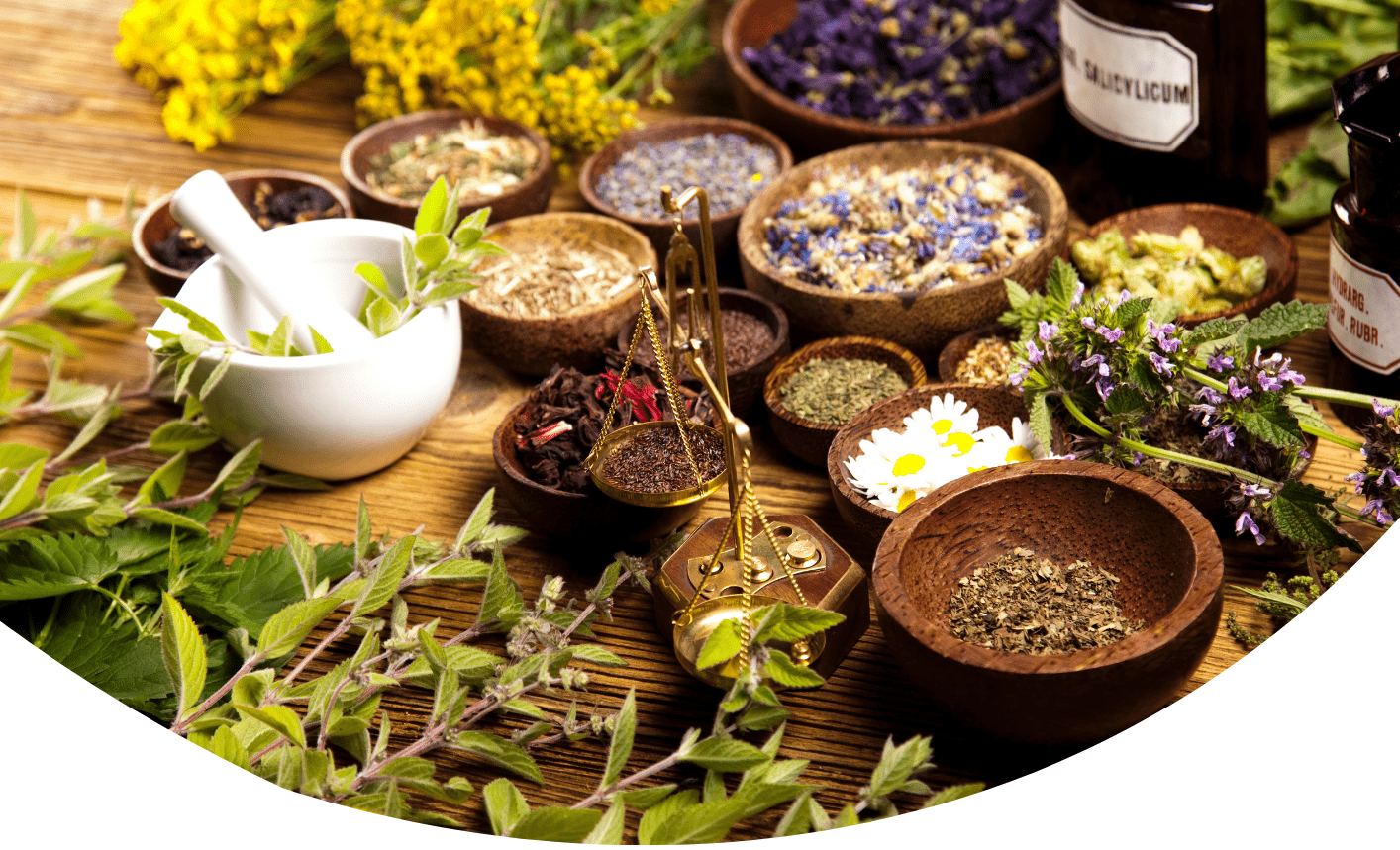 Atelier plantes : le système ostéoarticulaire