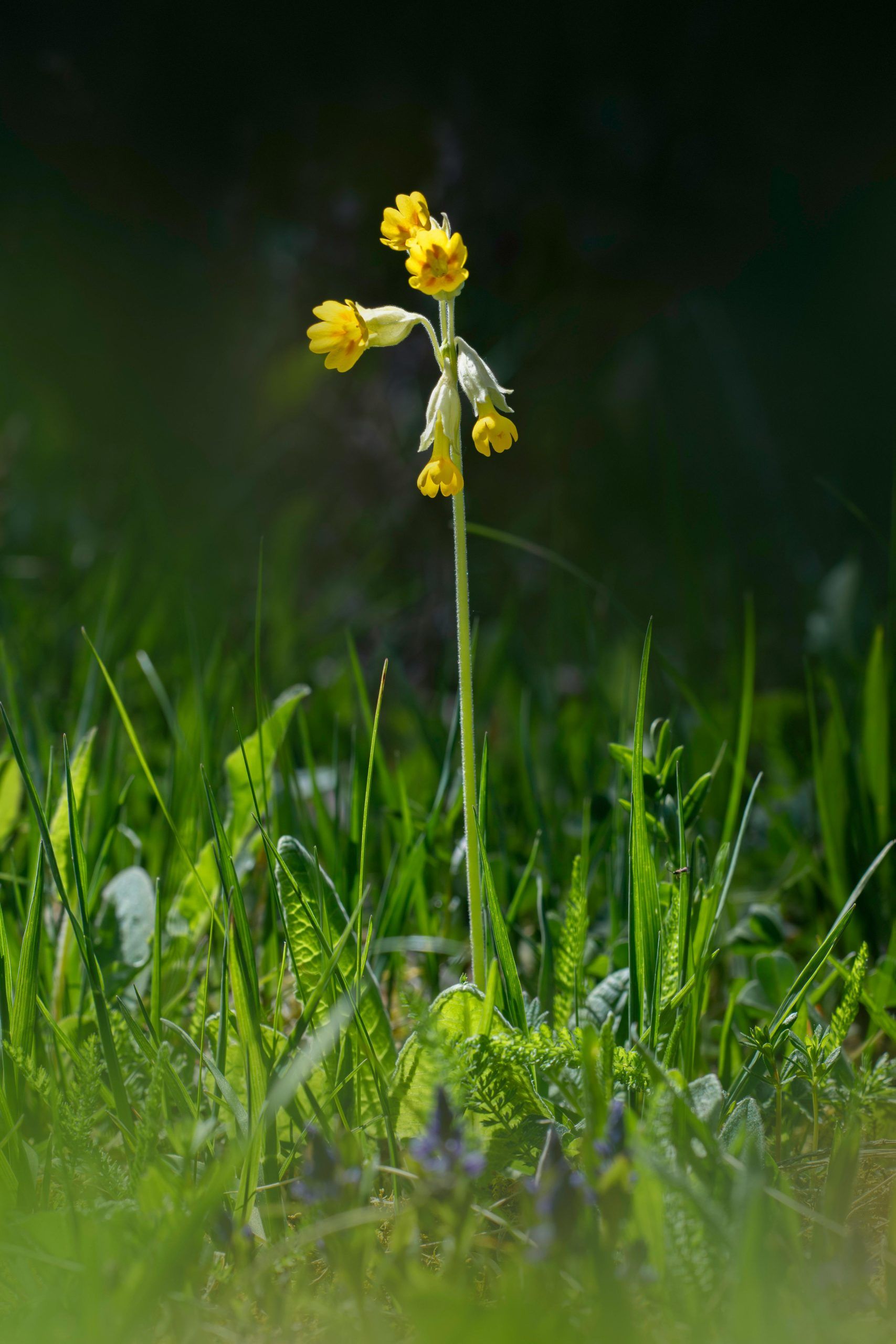 Animation nature