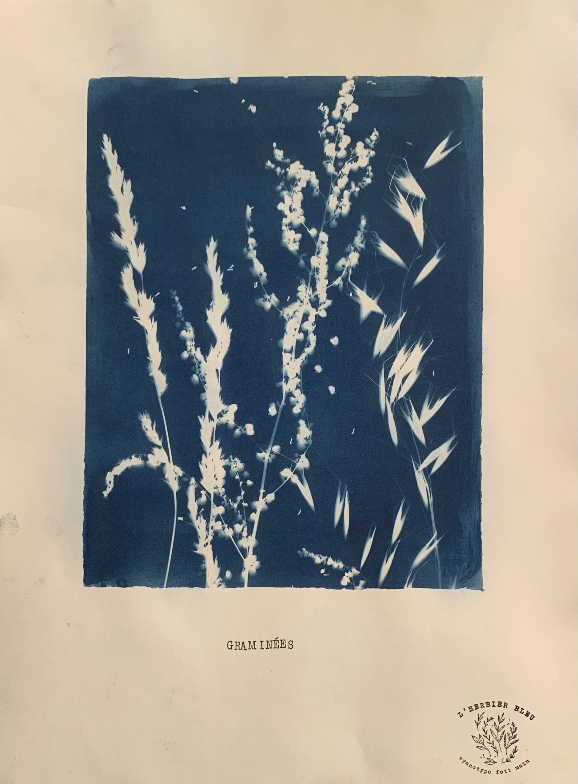 Atelier cyanotype
