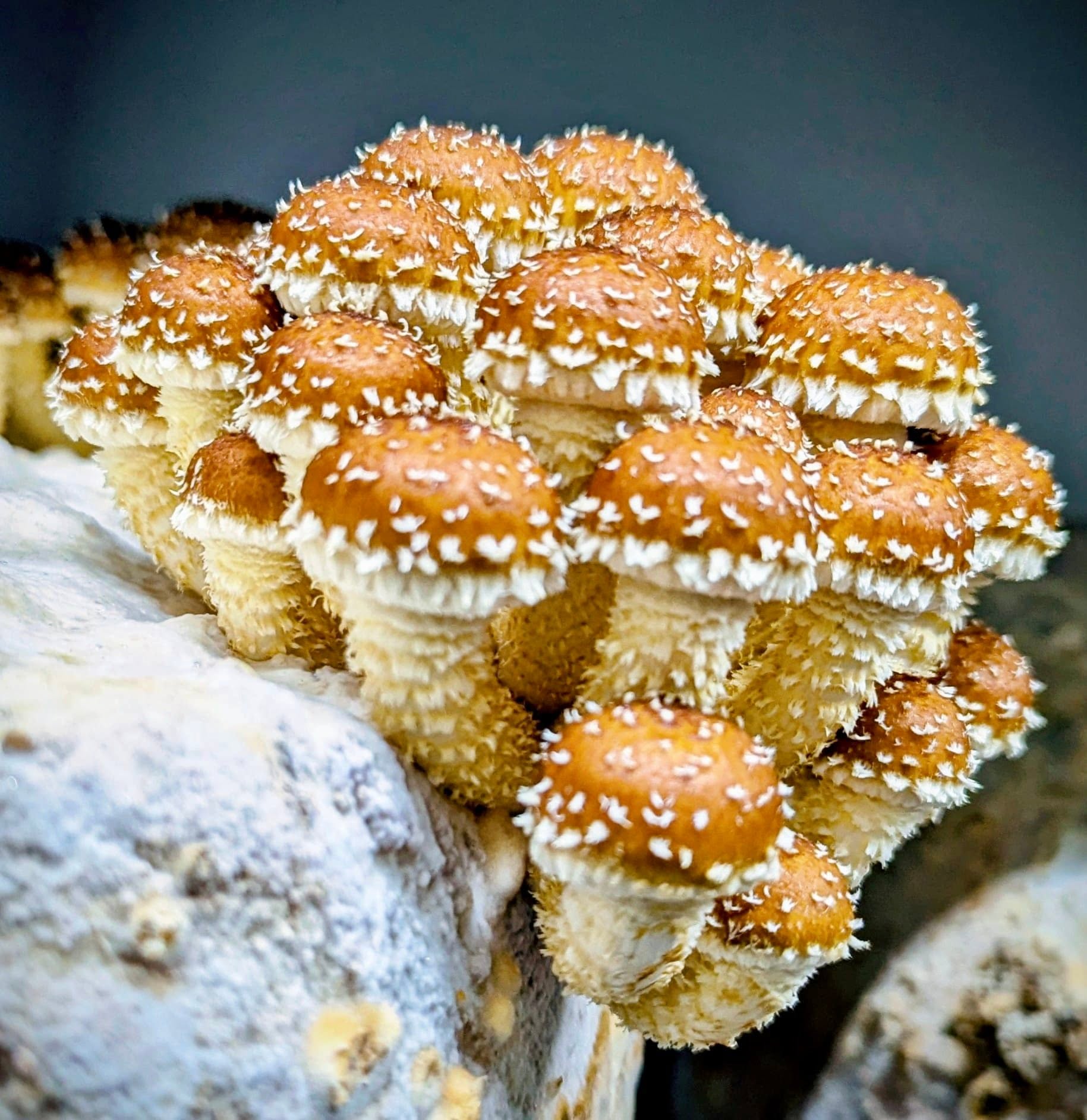 Club nature sénior - "Les Champignons"
